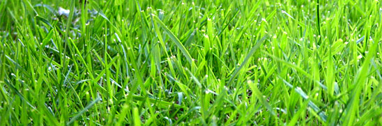 Centipede Grass Florida Grass Types Florida Lawn